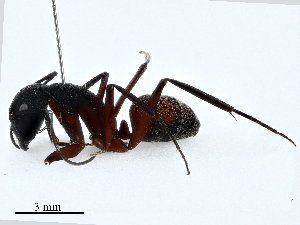  ( - CBG-A02871-A10)  @11 [ ] CreativeCommons - Attribution (2023) CBG Photography Group Centre for Biodiversity Genomics