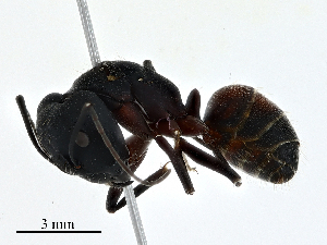  ( - CBG-A02871-C02)  @11 [ ] CreativeCommons - Attribution (2023) CBG Photography Group Centre for Biodiversity Genomics