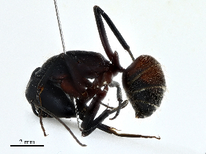  ( - CBG-A02871-C05)  @11 [ ] CreativeCommons - Attribution (2023) CBG Photography Group Centre for Biodiversity Genomics