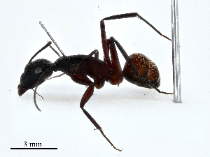  ( - CBG-A02871-E07)  @11 [ ] CreativeCommons - Attribution (2023) CBG Photography Group Centre for Biodiversity Genomics