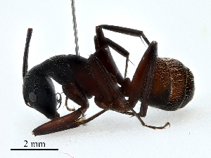  ( - CBG-A02871-E08)  @11 [ ] CreativeCommons - Attribution (2023) CBG Photography Group Centre for Biodiversity Genomics