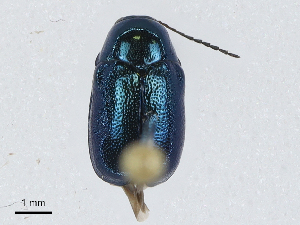  (Cryptocephalus tibialis - CBG-A04499-A09)  @11 [ ] CreativeCommons - Attribution (2023) CBG Photography Group Centre for Biodiversity Genomics