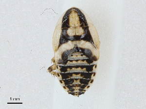  ( - CBG-A04499-D11)  @11 [ ] CreativeCommons - Attribution (2023) CBG Photography Group Centre for Biodiversity Genomics