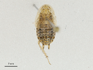  ( - CBG-A04499-G01)  @11 [ ] CreativeCommons - Attribution (2023) CBG Photography Group Centre for Biodiversity Genomics