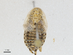  ( - CBG-A04499-G03)  @11 [ ] CreativeCommons - Attribution (2023) CBG Photography Group Centre for Biodiversity Genomics
