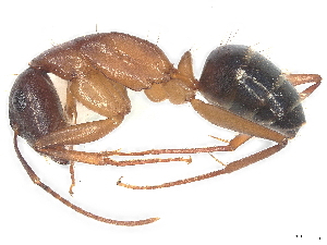  (Camponotus pilicornis - CBG-A04515-D06)  @11 [ ] CreativeCommons - Attribution (2023) CBG Photography Group Centre for Biodiversity Genomics