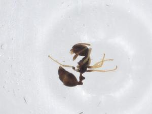  (Monomorium sp. PH01-EPM2018 - CBG-A15136-F03)  @11 [ ] CreativeCommons - Attribution Share - Alike (2023) Centre for Biodiversity Genomics Centre for Biodiversity Genomics