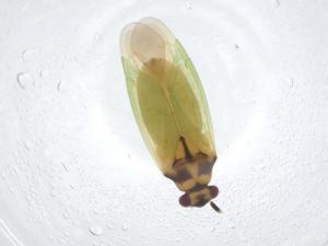  ( - CBG-A15160-C12)  @11 [ ] CreativeCommons - Attribution Share - Alike (2023) Centre for Biodiversity Genomics Centre for Biodiversity Genomics