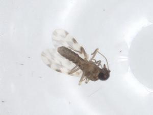  ( - CBG-A15169-G07)  @11 [ ] CreativeCommons - Attribution Share - Alike (2023) Centre for Biodiversity Genomics Centre for Biodiversity Genomics