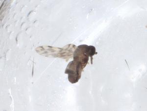  ( - CBG-A15179-F08)  @11 [ ] CreativeCommons - Attribution Share - Alike (2023) Centre for Biodiversity Genomics Centre for Biodiversity Genomics