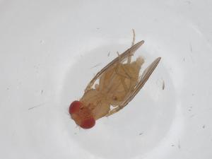  (Drosophila eugracilis - CBG-A15187-D06)  @11 [ ] CreativeCommons - Attribution Share - Alike (2023) Centre for Biodiversity Genomics Centre for Biodiversity Genomics