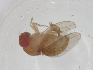 (Drosophila atripex - CBG-A09396-D07)  @11 [ ] CreativeCommons - Attribution Share - Alike (2023) Centre for Biodiversity Genomics Centre for Biodiversity Genomics