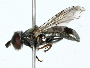  ( - BIOUG85274-C11)  @11 [ ] CreativeCommons - Attribution (2022) CBG Photography Group Centre for Biodiversity Genomics