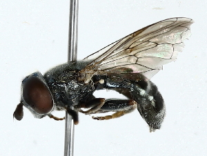  ( - BIOUG85274-F12)  @11 [ ] CreativeCommons - Attribution (2022) CBG Photography Group Centre for Biodiversity Genomics