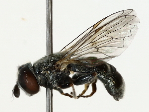  ( - BIOUG85274-G01)  @11 [ ] CreativeCommons - Attribution (2022) CBG Photography Group Centre for Biodiversity Genomics