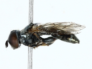  ( - BIOUG85274-G05)  @11 [ ] CreativeCommons - Attribution (2022) CBG Photography Group Centre for Biodiversity Genomics