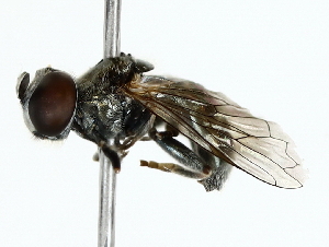  ( - BIOUG85274-H05)  @11 [ ] CreativeCommons - Attribution (2022) CBG Photography Group Centre for Biodiversity Genomics