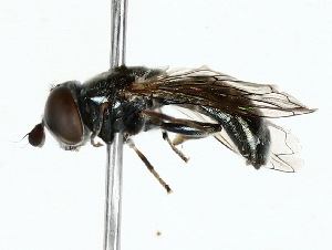  ( - BIOUG85274-H06)  @11 [ ] CreativeCommons - Attribution (2022) CBG Photography Group Centre for Biodiversity Genomics
