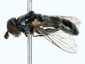  ( - BIOUG85275-C05)  @11 [ ] CreativeCommons - Attribution (2022) CBG Photography Group Centre for Biodiversity Genomics
