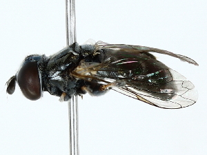  ( - BIOUG85275-D08)  @11 [ ] CreativeCommons - Attribution (2022) CBG Photography Group Centre for Biodiversity Genomics