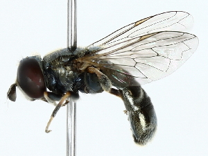  ( - BIOUG85275-F05)  @11 [ ] CreativeCommons - Attribution (2022) CBG Photography Group Centre for Biodiversity Genomics