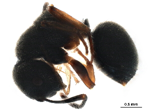  (Echinopla australis - BIOUG44017-A05)  @13 [ ] CreativeCommons - Attribution (2019) CBG Photography Group Centre for Biodiversity Genomics