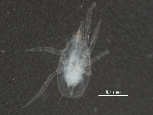 ( - BIOUG17338-C06)  @11 [ ] CreativeCommons - Attribution (2015) CBG Photography Group Centre for Biodiversity Genomics