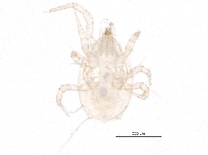  ( - BIOUG17339-G11)  @11 [ ] CreativeCommons - Attribution (2015) CBG Photography Group Centre for Biodiversity Genomics