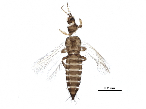  ( - BIOUG25937-F04)  @14 [ ] CreativeCommons - Attribution (2016) CBG Photography Group Centre for Biodiversity Genomics