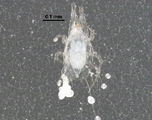  (Amblyseius sp. JCS02 - BIOUG28170-C11)  @14 [ ] CreativeCommons - Attribution (2016) CBG Photography Group Centre for Biodiversity Genomics