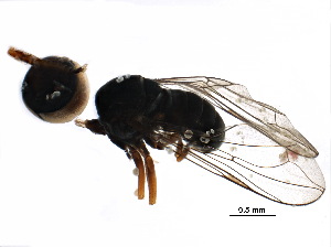  ( - BIOUG28265-D11)  @11 [ ] CreativeCommons - Attribution (2017) CBG Photography Group Centre for Biodiversity Genomics