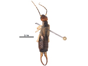  (Forficula auricularia-C - BIOUG13287-B05)  @15 [ ] CreativeCommons - Attribution (2015) CBG Photography Group Centre for Biodiversity Genomics