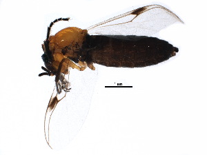  ( - BIOUG13601-C09)  @11 [ ] CreativeCommons - Attribution (2015) CBG Photography Group Centre for Biodiversity Genomics