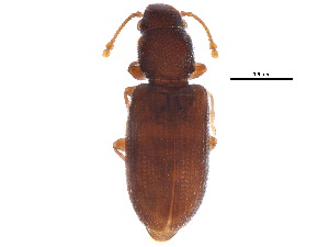  ( - BIOUG13697-B02)  @13 [ ] CreativeCommons - Attribution (2015) CBG Photography Group Centre for Biodiversity Genomics