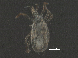  (Metaseiulus pomoides - BIOUG15382-B12)  @13 [ ] CreativeCommons - Attribution (2014) CBG Photography Group Centre for Biodiversity Genomics