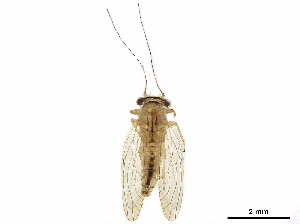  (Platycoryphinae - BIOUG15828-C12)  @11 [ ] CreativeCommons - Attribution (2020) CBG Photography Group Centre for Biodiversity Genomics