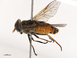  ( - CBG-B03944-B05)  @11 [ ] CreativeCommons - Attribution Share - Alike (2025) CBG Photography Group Centre for Biodiversity Genomics