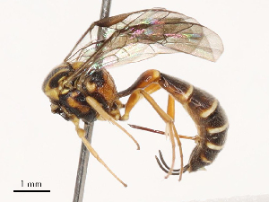  ( - CBG-B03944-C04)  @11 [ ] CreativeCommons - Attribution Share - Alike (2025) CBG Photography Group Centre for Biodiversity Genomics