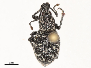  (Otiorhynchus conspersus - CBG-B03944-G08)  @11 [ ] CreativeCommons - Attribution Share - Alike (2025) CBG Photography Group Centre for Biodiversity Genomics