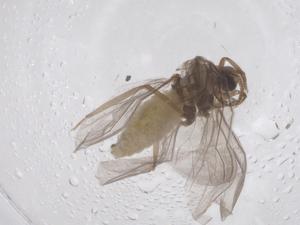  ( - CBG-B04052-B12)  @11 [ ] CreativeCommons - Attribution Share - Alike (2025) Centre for Biodiversity Genomics Centre for Biodiversity Genomics