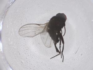  ( - CBG-B04052-G11)  @11 [ ] CreativeCommons - Attribution Share - Alike (2025) Centre for Biodiversity Genomics Centre for Biodiversity Genomics