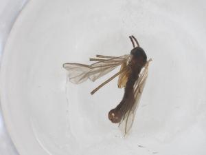  ( - CBG-B04053-B07)  @11 [ ] CreativeCommons - Attribution Share - Alike (2025) Centre for Biodiversity Genomics Centre for Biodiversity Genomics