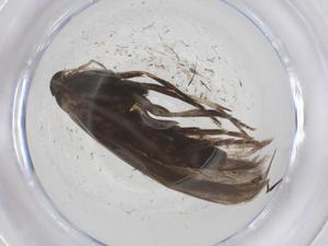  ( - CBG-B04053-F03)  @11 [ ] CreativeCommons - Attribution Share - Alike (2025) Centre for Biodiversity Genomics Centre for Biodiversity Genomics