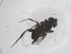  ( - CBG-B04053-F04)  @11 [ ] CreativeCommons - Attribution Share - Alike (2025) Centre for Biodiversity Genomics Centre for Biodiversity Genomics