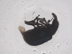  ( - CBG-B04054-D10)  @11 [ ] CreativeCommons - Attribution Share - Alike (2025) Centre for Biodiversity Genomics Centre for Biodiversity Genomics