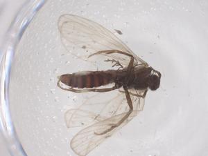  ( - CBG-B04054-E03)  @11 [ ] CreativeCommons - Attribution Share - Alike (2025) Centre for Biodiversity Genomics Centre for Biodiversity Genomics