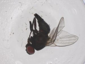  ( - CBG-B04054-E05)  @11 [ ] CreativeCommons - Attribution Share - Alike (2025) Centre for Biodiversity Genomics Centre for Biodiversity Genomics