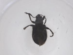  ( - CBG-B04055-A02)  @11 [ ] CreativeCommons - Attribution Share - Alike (2025) Centre for Biodiversity Genomics Centre for Biodiversity Genomics