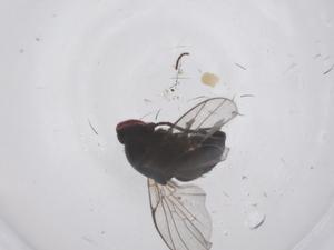  ( - CBG-B04055-A09)  @11 [ ] CreativeCommons - Attribution Share - Alike (2025) Centre for Biodiversity Genomics Centre for Biodiversity Genomics