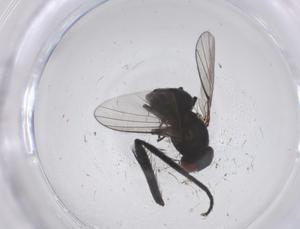  ( - CBG-B04055-D12)  @11 [ ] CreativeCommons - Attribution Share - Alike (2025) Centre for Biodiversity Genomics Centre for Biodiversity Genomics